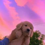 artist image Mickeymr Mood (Lofi Remix) Mood (Lofi) - Single